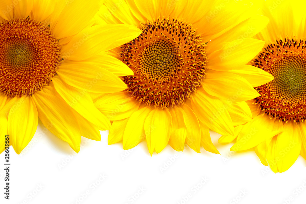 Three sunflowers with copyspase Three sunflowers with copyspase