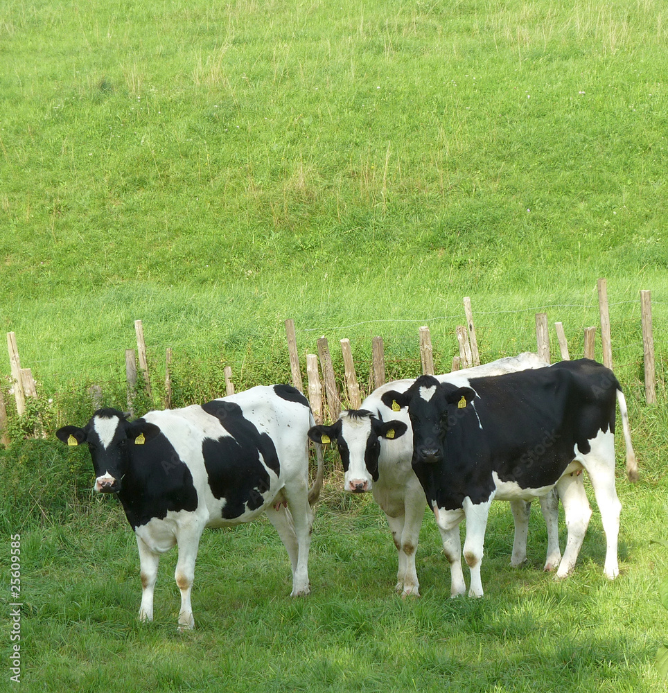 Kühe auf der Weide Kühe auf der Weide