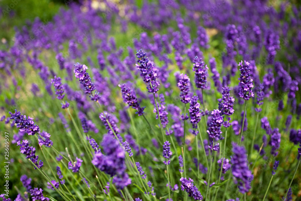 Lavendel Lavandula angustifolia