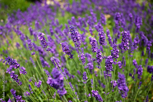 Lavendel Lavandula angustifolia photo