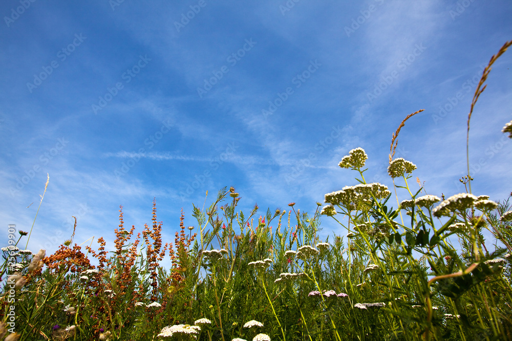 Obraz premium Wiese im Sommer