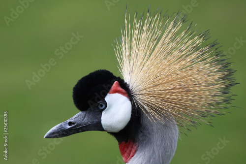 Crowned crane profile