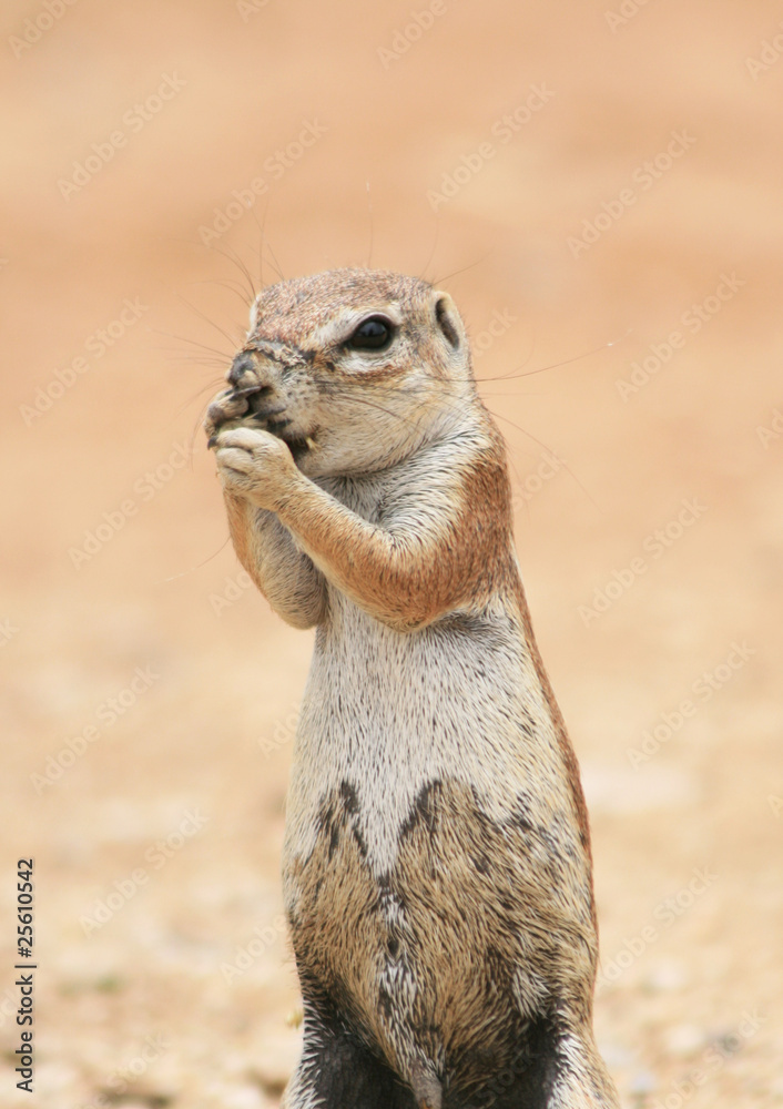 Fototapeta premium Écureuil terrestre