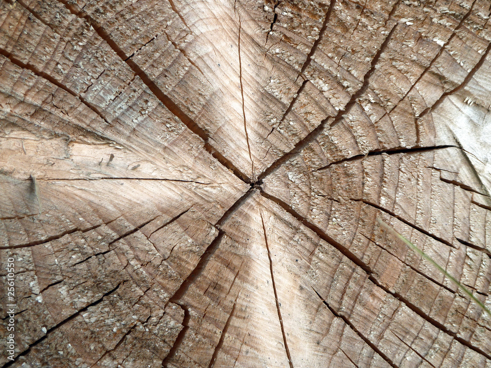 Fototapeta premium Risse im Holz