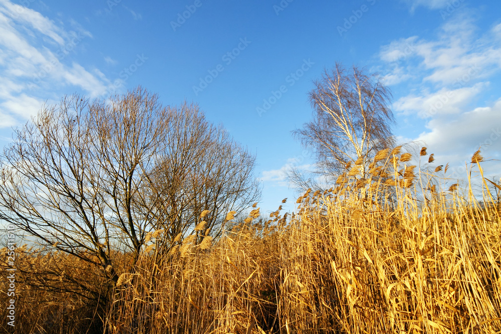 Fototapeta premium Autumn landscape