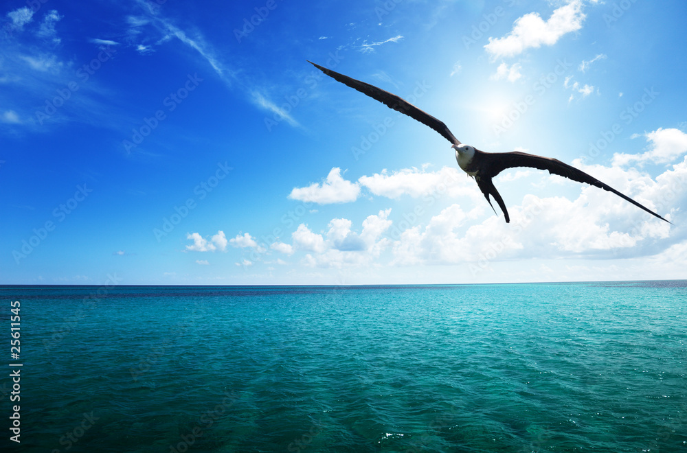 Fototapeta premium albatross and caribbean sea