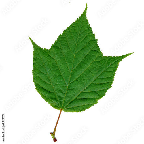 striped maple leaf