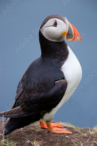 Atlantic Puffin standing on cliff