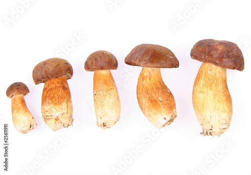 Xerocomus mushrooms of different size (from small to big)