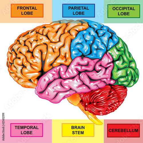 Human brain lateral view