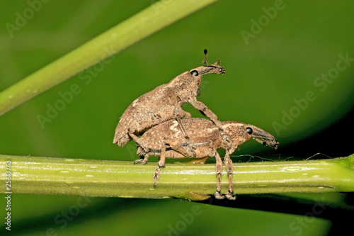 weevil
