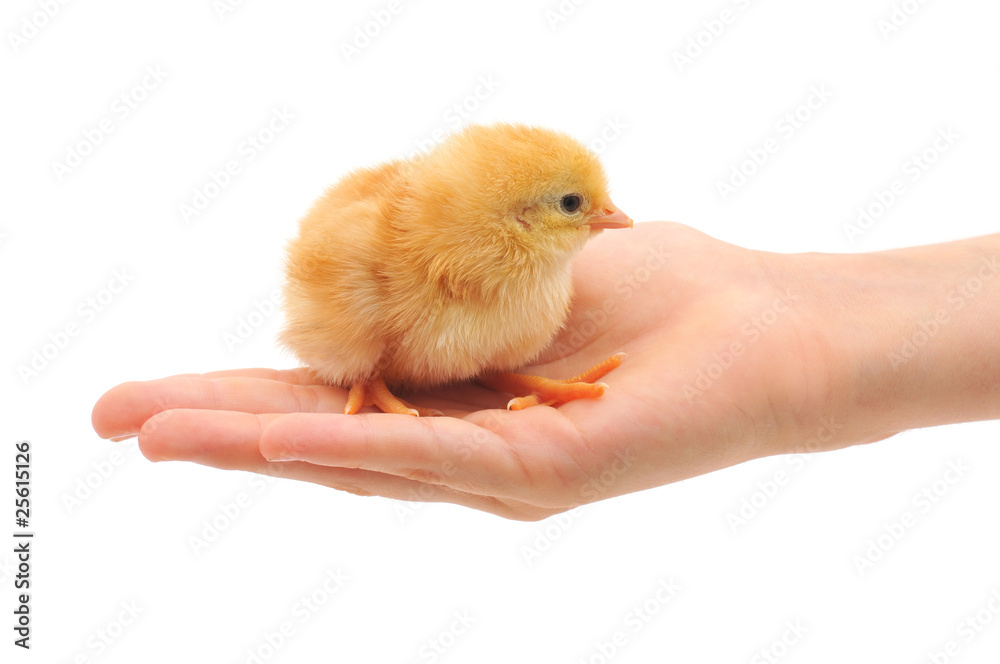 Obraz premium Small chicken on hand