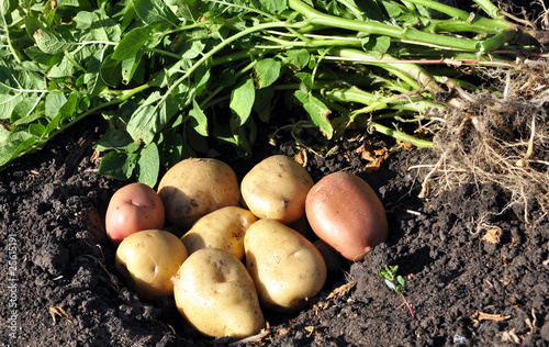 freshly potatoes
