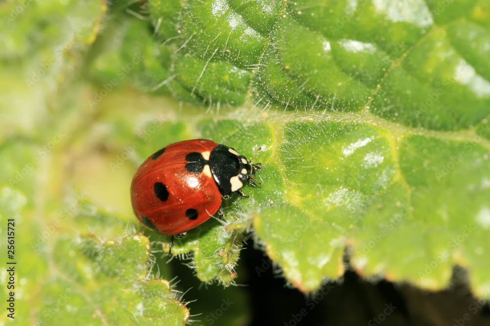 ladybug