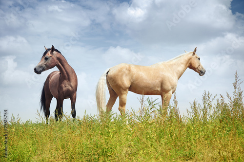 Horses