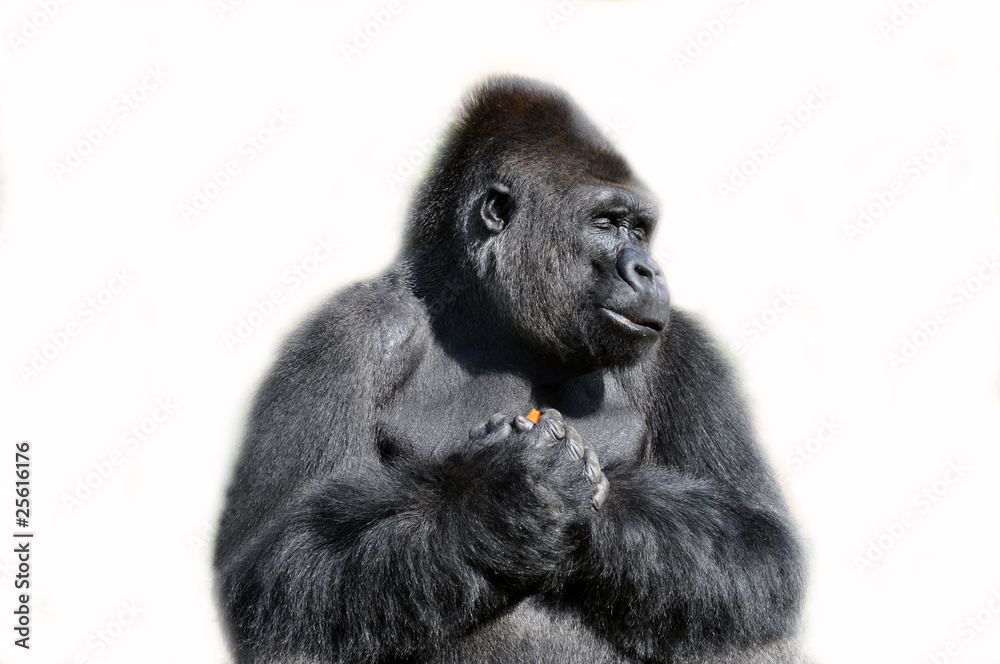 Obraz premium Gorilla isolated in white