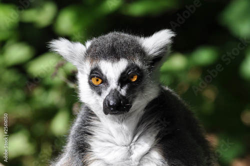 Black and white lemur © Petrus