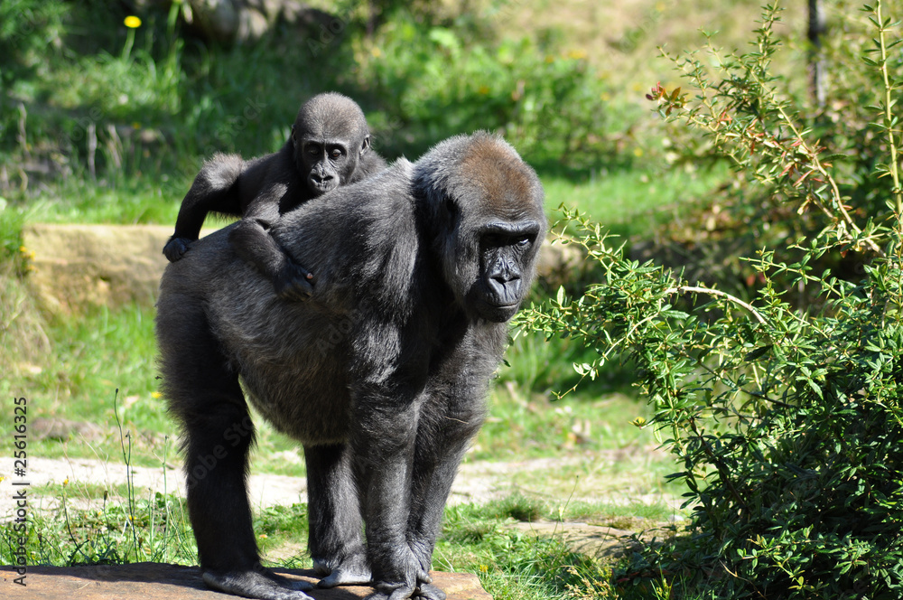 Naklejka premium Gorilla baby and mother