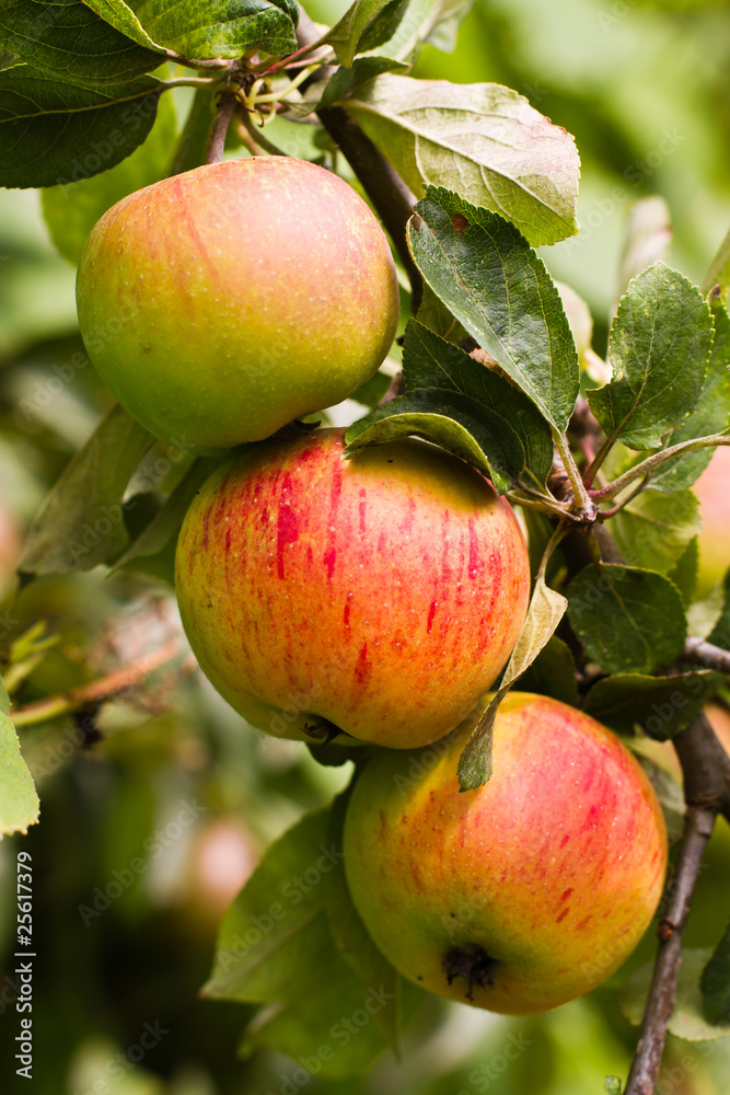 apples on the tree apples on the tree