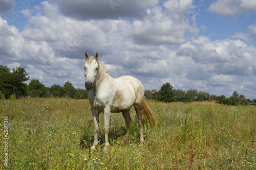 beautiful horse