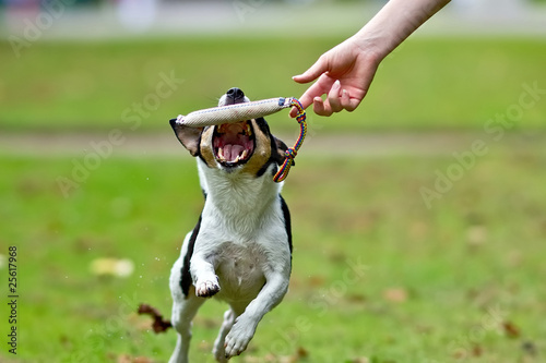 Dog tries to catch a training dummy, jumping at it