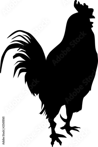 rooster vector