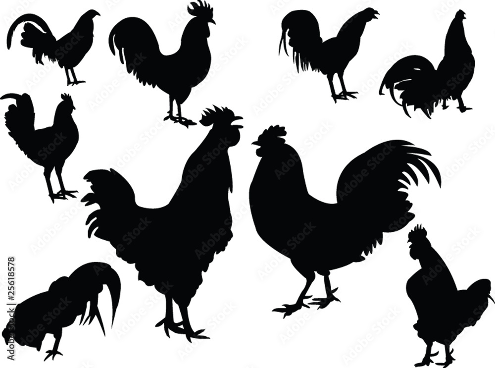 Fototapeta premium roosters collection silhouette vector