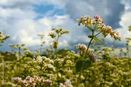 Buckwheat inflorescence on the background of buckwheat fields