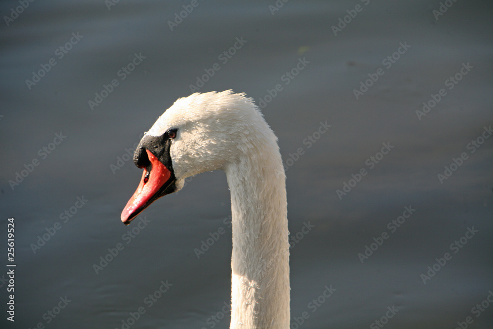swan swan