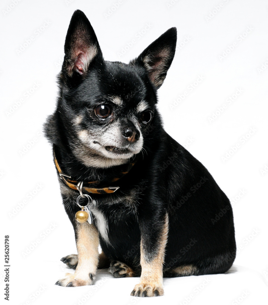 Obraz premium Chihuahua