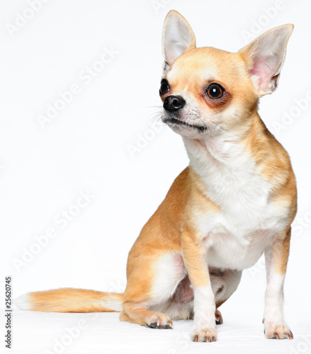 Chihuahua © Ransome