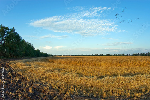 Fields Of Gold