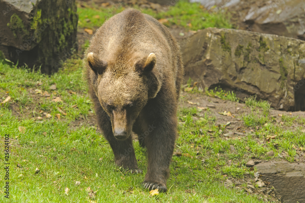 Brown Bear