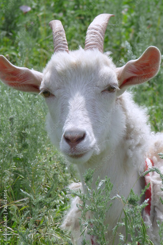 Obraz premium White goat. Portrait.