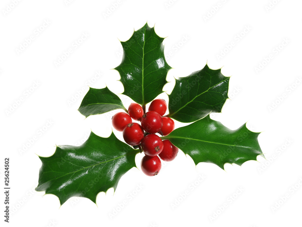Holly Isolated on White Holly Isolated on White