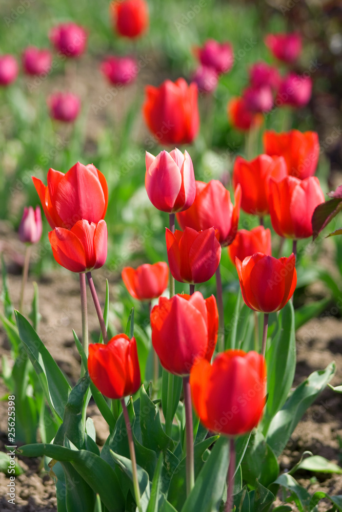 Beautiful red tulips