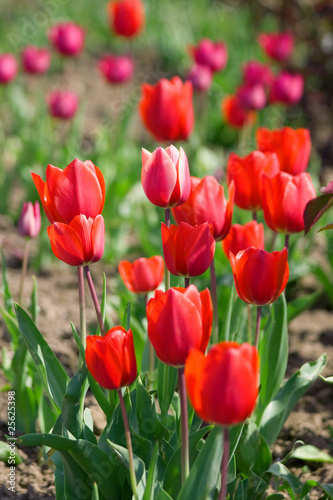 Beautiful red tulips © Aleksey Sagitov