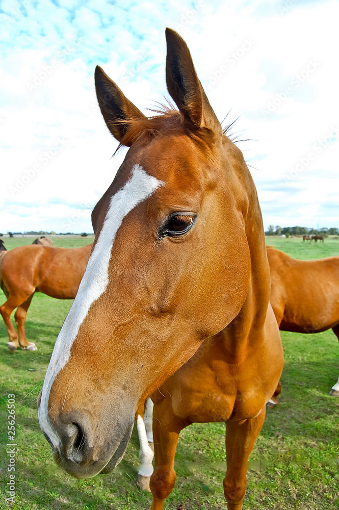 Fototapeta premium Cheval danois à sang chaud