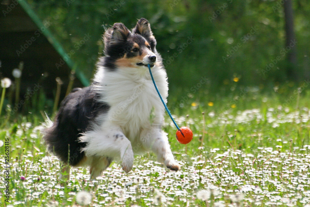 Sheltie