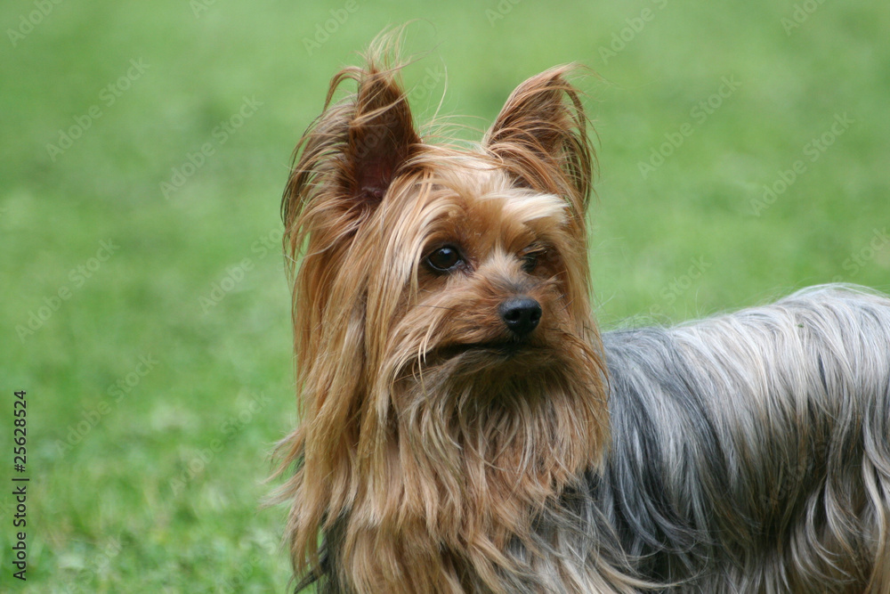 Yorkshire Terrier Yorkshire Terrier