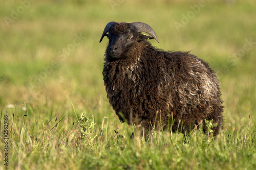 Skudden Schaf Bock