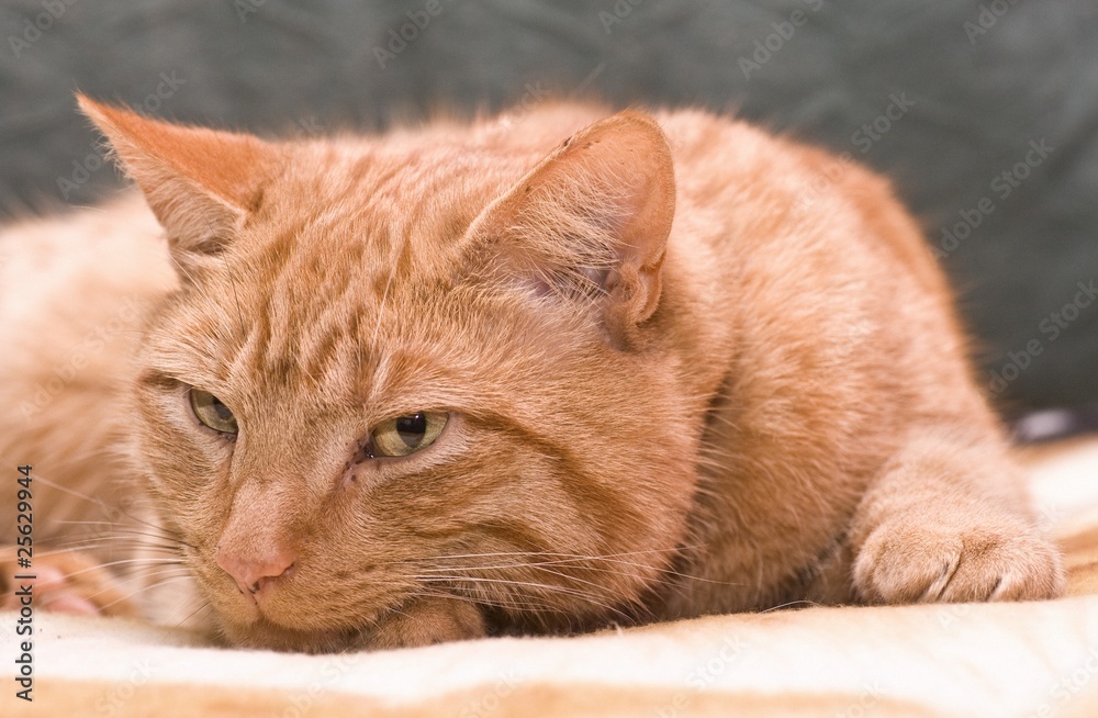 Naklejka premium Cat