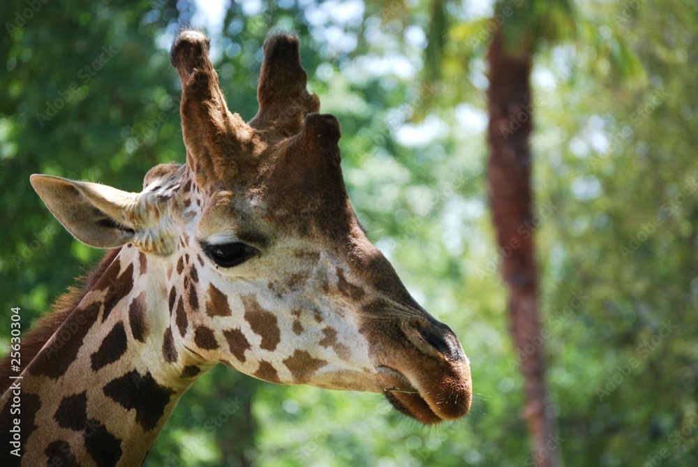 Obraz premium Jirafa