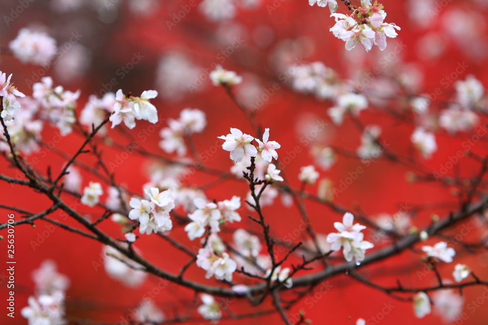 Obraz premium 四季桜