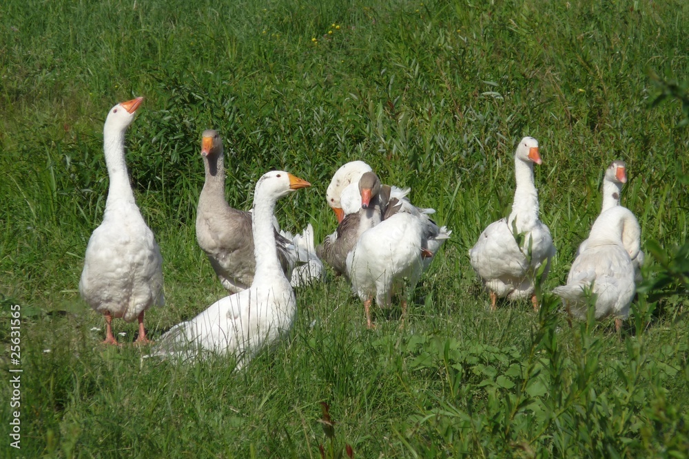 Geese in the meadow. Geese in the meadow.