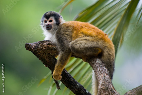 Squirrel monkey in a branch in Costa Rica