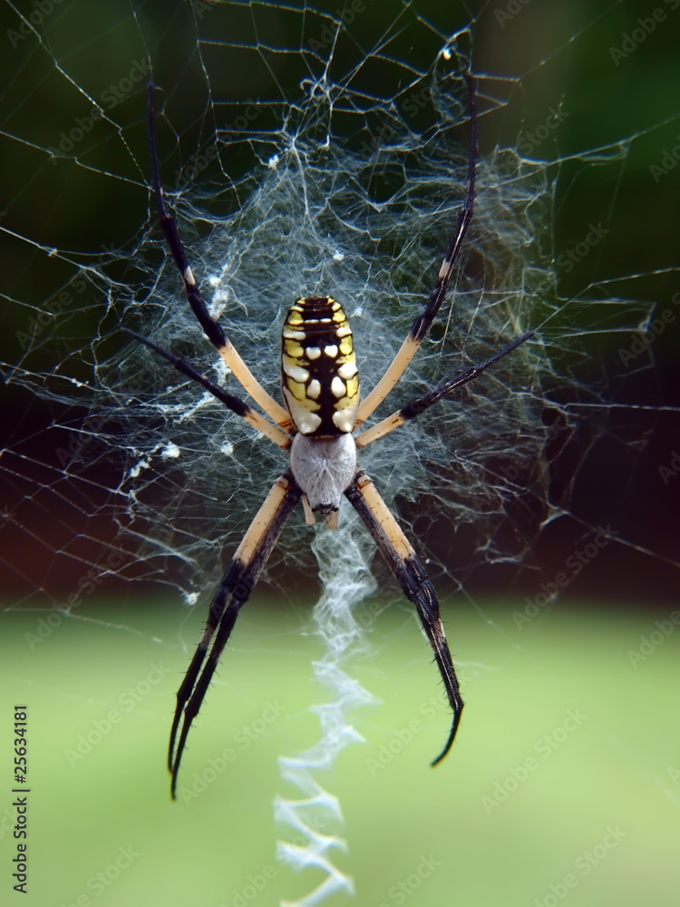 Obraz premium spider 2