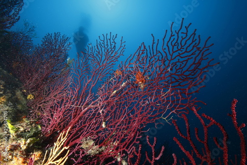gorgonia rossa acquario © marcodeepsub