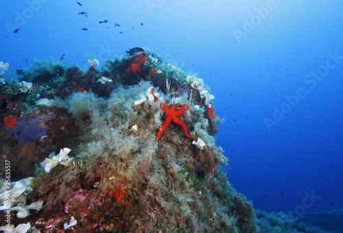 stella marina rossa acquario