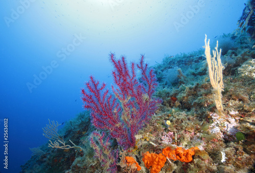 gorgonia rossa acquario